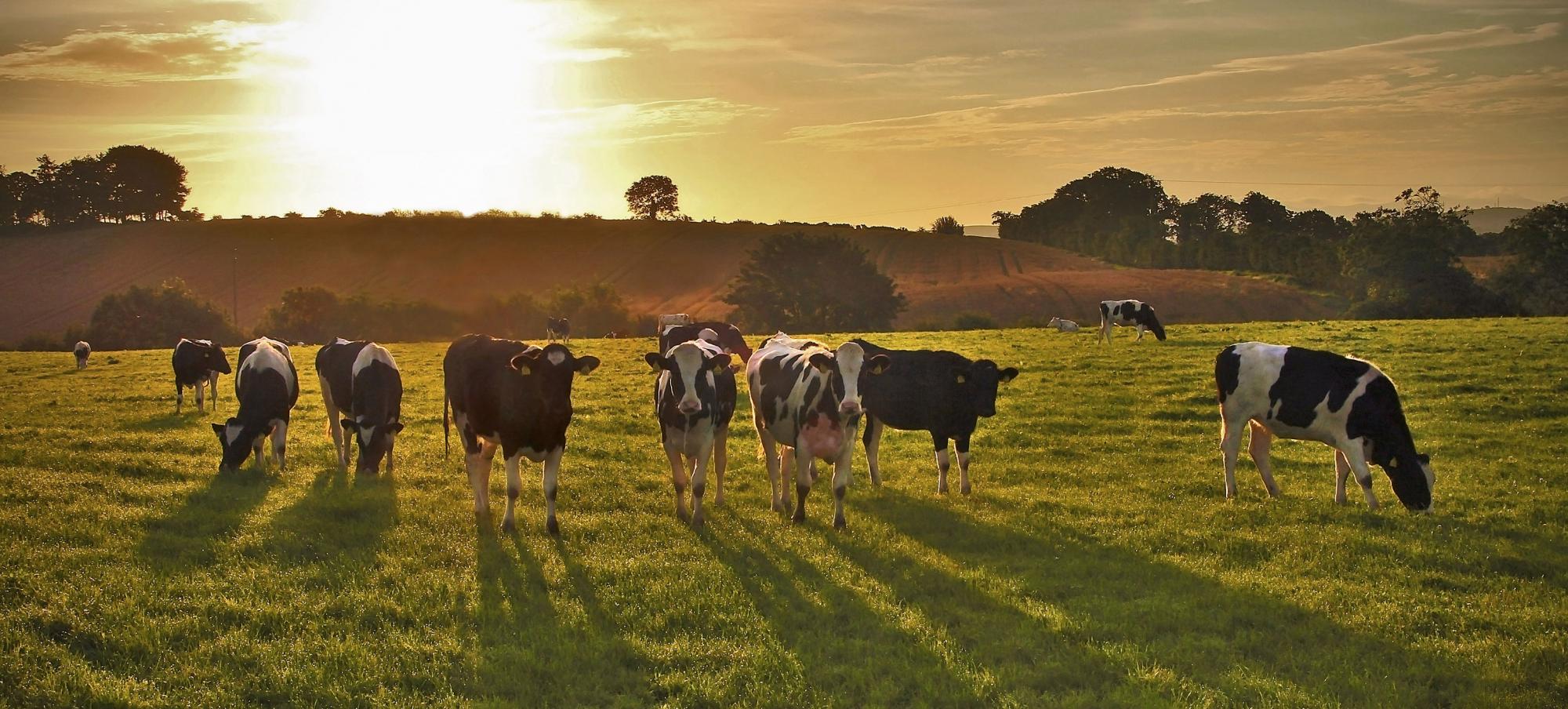 About Us Northumberland Dairy